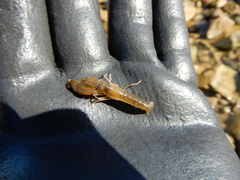 Alpheidae