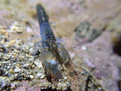 Alpheidae