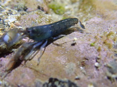 Alpheidae