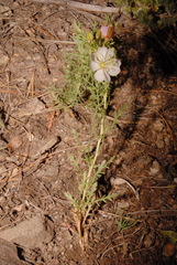 Oenothera coronopifolia