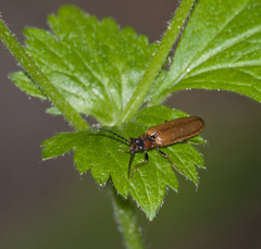 Denticollis linearis