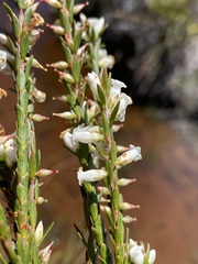 Epacris