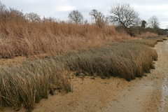 Poaceae