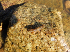 Alpheidae