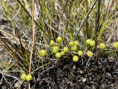 Pleurophascum grandiglobum