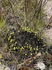 Pleurophascum grandiglobum
