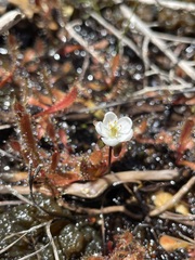 Drosera arcturi