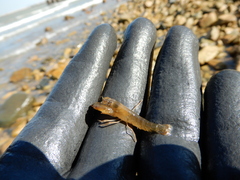 Alpheidae