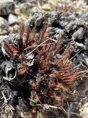 Drosera arcturi
