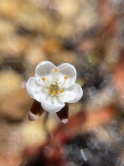 Drosera arcturi