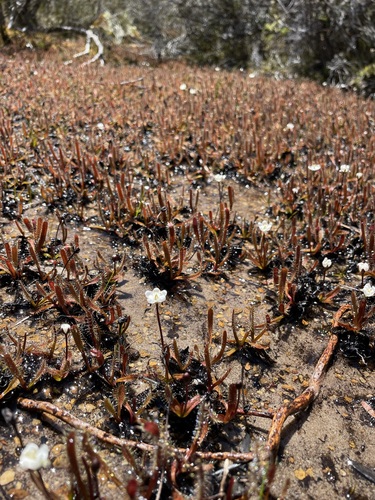 Drosera arcturi (Drosera arcturi)