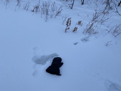 Tympanuchus phasianellus