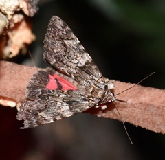 Catocala promissa