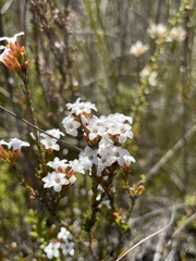 Epacris