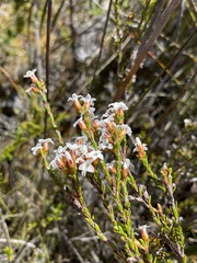 Epacris