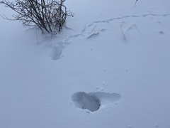 Tympanuchus phasianellus