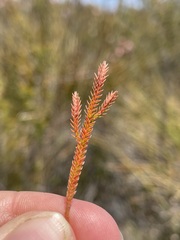 Selaginella uliginosa