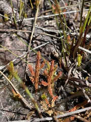 Selaginella uliginosa
