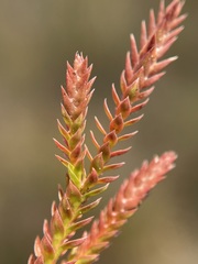 Selaginella uliginosa