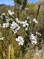 Boronia
