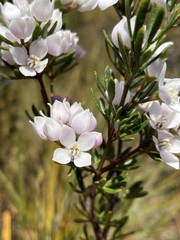 Boronia