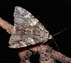 Catocala promissa