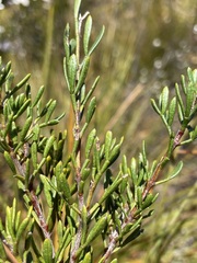 Boronia