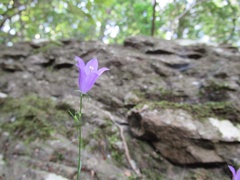 Campanula rotundifolia