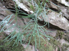Campanula rotundifolia