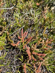 Selaginella uliginosa