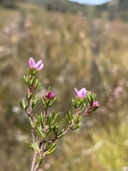 Boronia elisabethiae