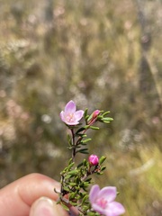 Boronia elisabethiae