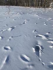 Tympanuchus phasianellus