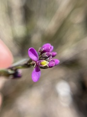 Comesperma