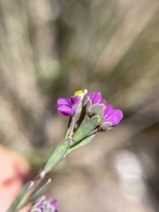 Comesperma
