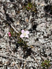 Boronia elisabethiae