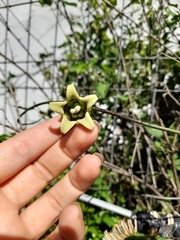 Araujia megapotamica