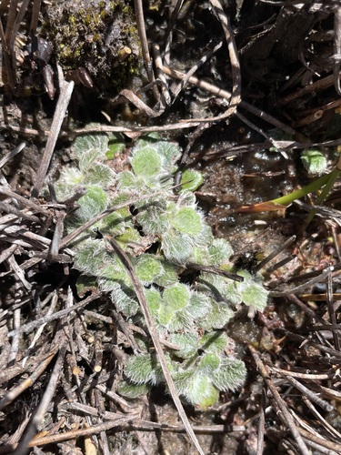 Image of Tiny Flannel Flower (Actinotus bellidioides) by (c) Matt Berger, some rights reserved (CC BY)