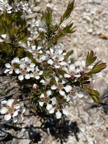 Image of Shining Tea-Tree (Leptospermum nitidum) by (c) Matt Berger, some rights reserved (CC BY)