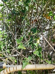 Araujia megapotamica