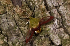 Hemaris fuciformis
