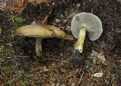 Suillus elbensis