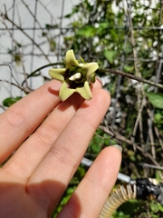 Araujia megapotamica