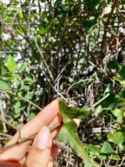 Araujia megapotamica