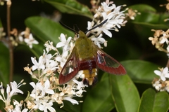 Hemaris fuciformis