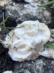 Ganoderma polychromum
