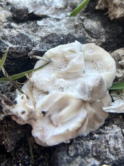 Ganoderma polychromum