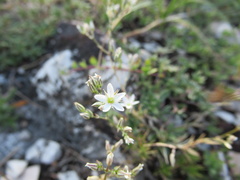 Minuartia setacea