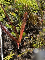 Drosera murfetii