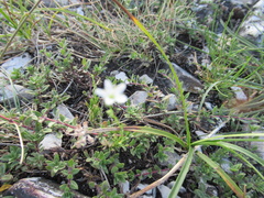 Minuartia setacea